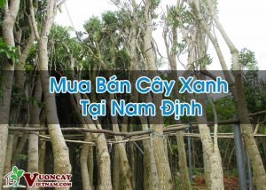 Mua Bán Cây Xanh Tại Nam Định