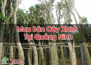 Mua Bán Cây Xanh Tại Quảng Ninh