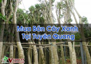 Mua Bán Cây Xanh Tại Tuyên Quang