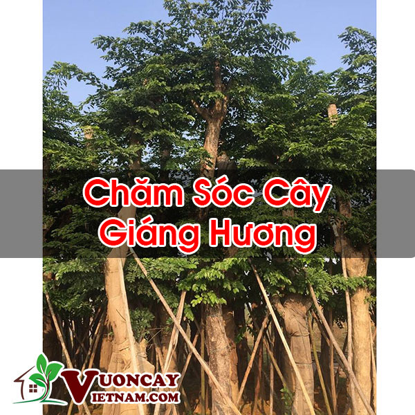 Chăm Sóc Cây Giáng Hương