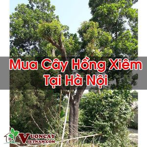 Mua Cây Hồng Xiêm Tại Hà Nội