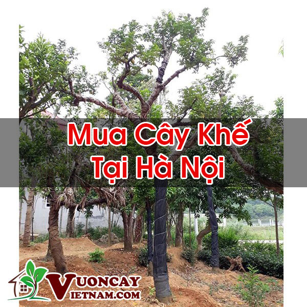 Mua Cây Khế Tại Hà Nội