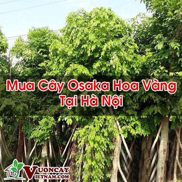 Mua Cây Osaka Hoa Vàng Tại Hà Nội