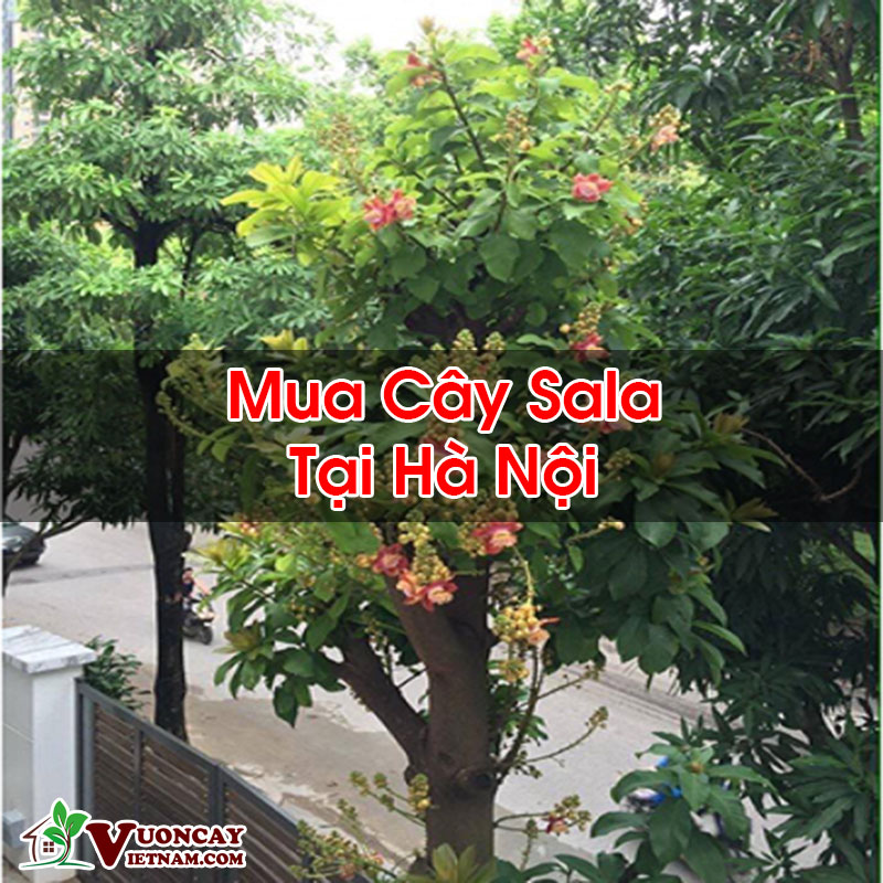 Mua Cây Sala Tại Hà Nội