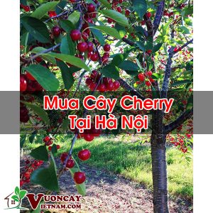 Mua Cây Cherry Tại Hà Nội