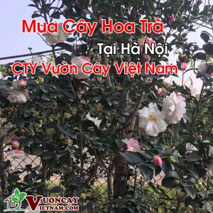 Mua Cây Hoa Trà Tại Hà Nội