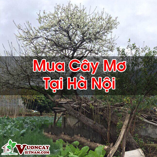 Mua Cây Mơ Tại Hà Nội