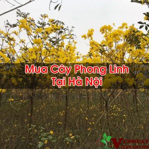 Mua Cây Phong Linh Tại Hà Nội