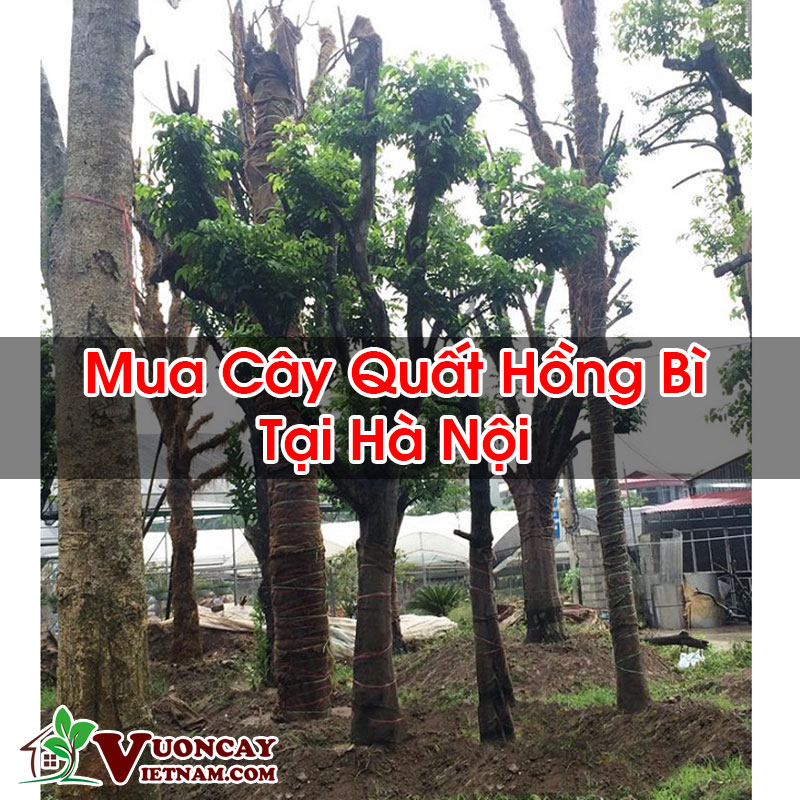 Mua Cây Quất Hồng Bì Tại Hà Nội