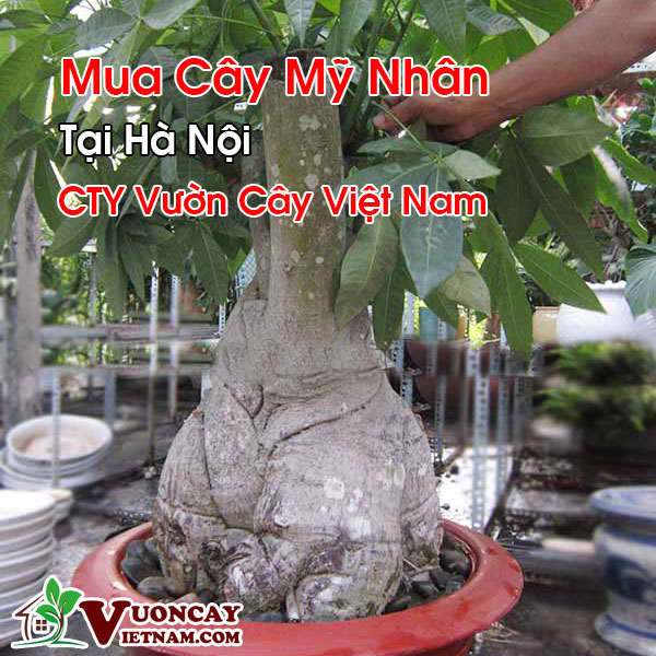 Mua Cây Kim Ngân Lượng Tại Hà Nội