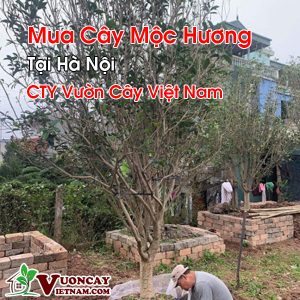 Mua Cây Mộc Hương Tại Hà Nội