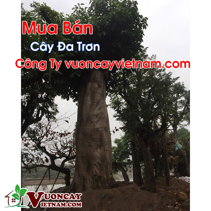 Mua Bán Cây Đa Trơn