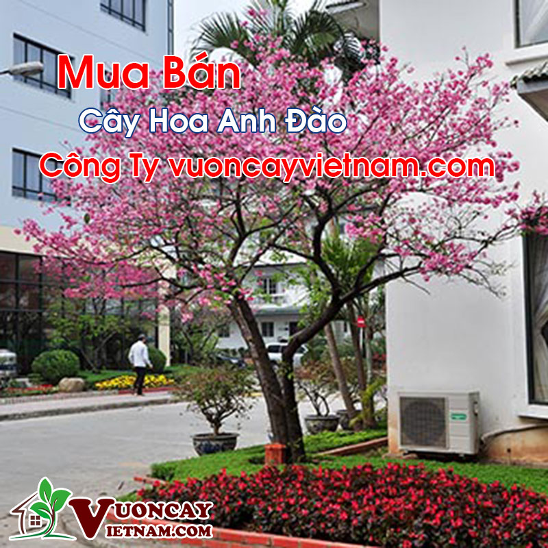 Mua Bán Cây Hoa Anh Đào