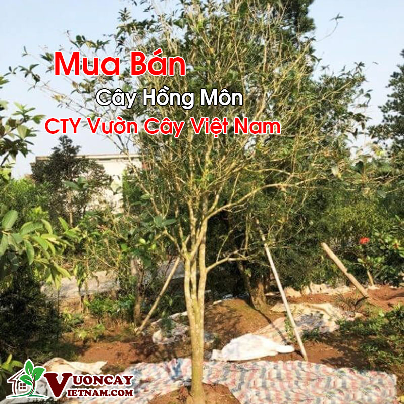 Mua Bán Cây Mộc Hương