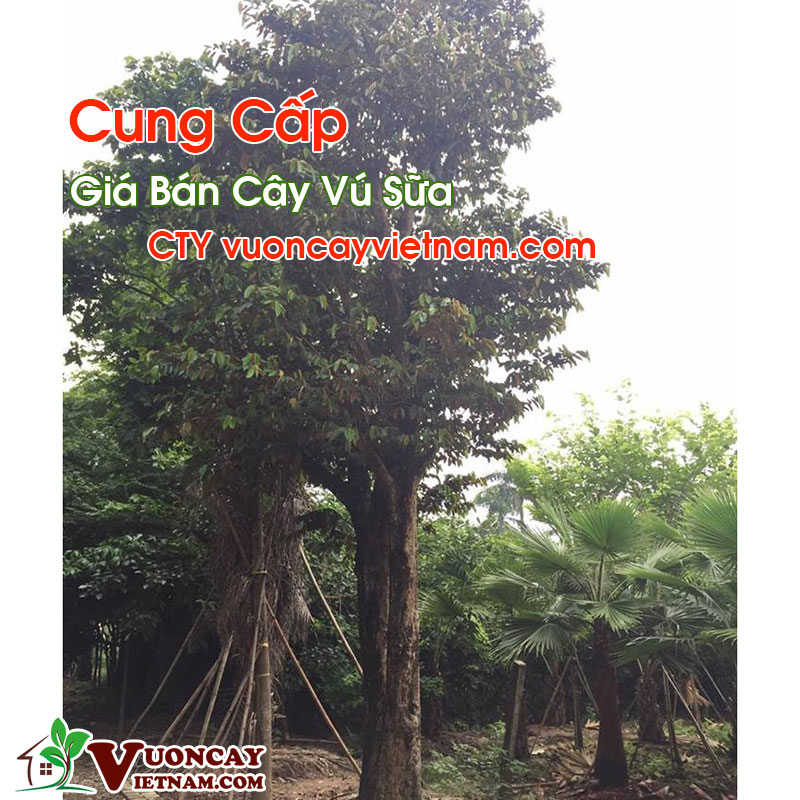 Giá Bán Cây Vú Sữa