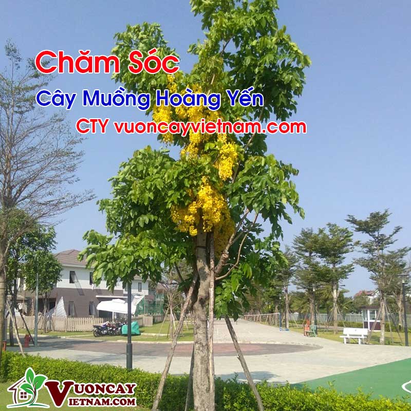 Chăm Sóc Cây Muồng Hoàng Yến