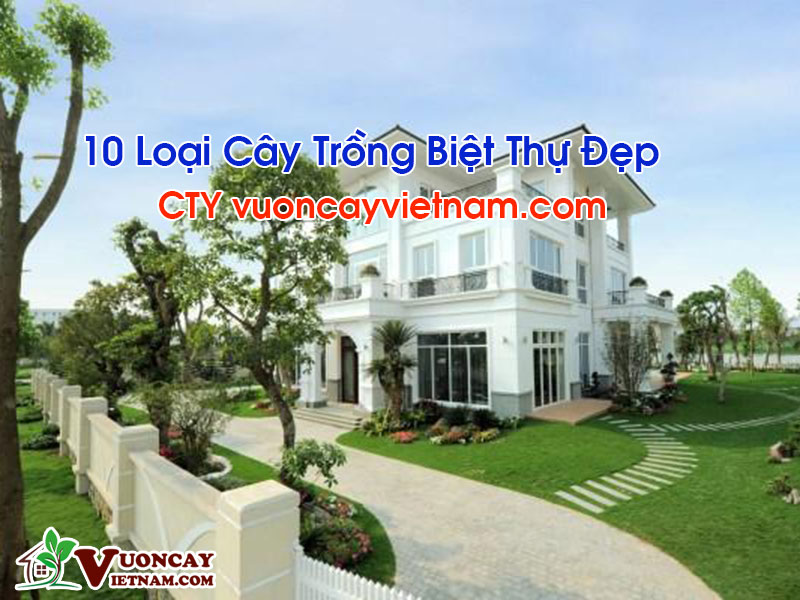 10 Loại Cây Trồng Biệt Thự