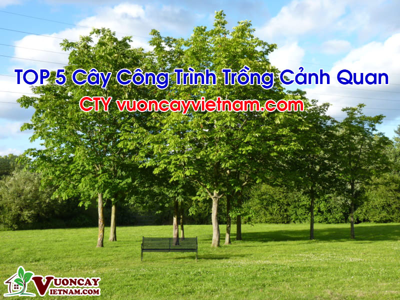 TOP 5 Cây Công Trình Trồng Cảnh Quan