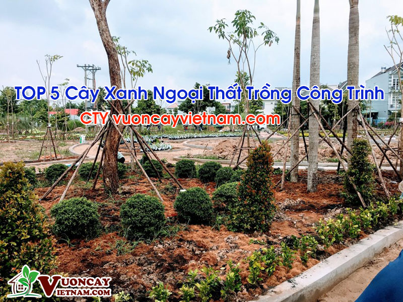 TOP 5 Cây Xanh Ngoại Thất Trồng Công Trình